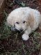 Golden Doodle Puppies for sale in Roane County, TN, USA. price: $200