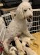 Golden Doodle Puppies for sale in Wytheville, VA 24382, USA. price: NA