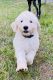 Golden Doodle Puppies for sale in Reidsville, NC 27320, USA. price: $1,500