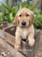 Golden Doodle Puppies for sale in Sanford, FL, USA. price: NA