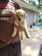 Golden Doodle Puppies for sale in Rogersville, MO 65742, USA. price: NA