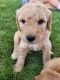 Golden Doodle Puppies for sale in Maple Lake, MN 55358, USA. price: NA