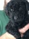 Golden Doodle Puppies for sale in Jesup, GA, USA. price: $700
