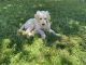 Golden Doodle Puppies for sale in Cranesville, PA 16410, USA. price: NA
