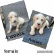 Golden Doodle Puppies for sale in Jonesboro, AR, USA. price: NA