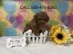 Golden Doodle Puppies for sale in Modesto, CA, USA. price: NA