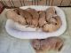 Golden Doodle Puppies for sale in Hickory Hills, IL 60457, USA. price: $1,000