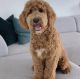Golden Doodle Puppies for sale in Miramar, FL, USA. price: NA