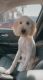 Golden Doodle Puppies for sale in Mesa, AZ, USA. price: $2,250