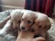 Golden Doodle Puppies for sale in Crestwood, KY 40014, USA. price: NA