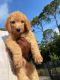 Golden Doodle Puppies for sale in Augusta, GA, USA. price: NA