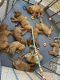 Golden Doodle Puppies for sale in Bradenton, FL, USA. price: $1,980