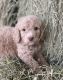 Golden Doodle Puppies for sale in New Harmony, UT, USA. price: $1,200