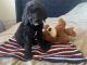 Golden Doodle Puppies for sale in 20086 NW 35th Ave, Miami Gardens, FL 33056, USA. price: NA