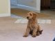 Golden Doodle Puppies for sale in Woodbridge Township, NJ, USA. price: $1,500