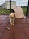 Golden Doodle Puppies for sale in Maysville, NC, USA. price: NA