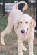 Golden Doodle Puppies for sale in Piedmont, SC 29673, USA. price: NA