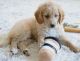 Golden Doodle Puppies for sale in Shipshewana, IN 46565, USA. price: NA