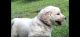 Golden Doodle Puppies for sale in Old Fort, NC 28762, USA. price: $1,200