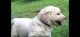 Golden Doodle Puppies for sale in Old Fort, NC 28762, USA. price: NA