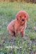 Golden Doodle Puppies for sale in Mansfield, TX, USA. price: $1,000