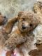 Golden Doodle Puppies for sale in Auburn, IN 46706, USA. price: NA
