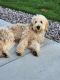 Golden Doodle Puppies for sale in Strasburg, CO 80136, USA. price: $4,000