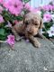 Golden Doodle Puppies for sale in Odon, IN 47562, USA. price: $750