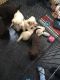 Golden Doodle Puppies for sale in Texas Rd, Marlboro, NJ, USA. price: NA