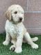 Golden Doodle Puppies for sale in Tucson, AZ, USA. price: $1,200