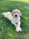 Golden Doodle Puppies for sale in New Holland, PA 17557, USA. price: $900