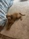 Golden Doodle Puppies for sale in Moncks Corner, SC 29461, USA. price: NA
