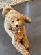 Golden Doodle Puppies for sale in Chantilly, VA, USA. price: $2,000