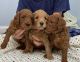 Golden Doodle Puppies for sale in Acton, MA, USA. price: $2,500