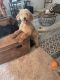 Golden Doodle Puppies for sale in Gilbert, SC, USA. price: $1,000