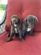 Golden Doodle Puppies for sale in Corbin, KY 40701, USA. price: NA