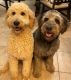 Golden Doodle Puppies for sale in Dothan, AL, USA. price: NA