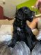 Golden Doodle Puppies for sale in Hastings, NE, USA. price: NA