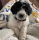 Golden Doodle Puppies for sale in Barbourville, KY, USA. price: $800