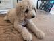 Golden Doodle Puppies for sale in Walnut Creek, CA, USA. price: $2,000