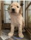 Golden Doodle Puppies for sale in Slocomb, AL 36375, USA. price: $1,200