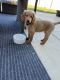 Golden Doodle Puppies for sale in Fallbrook, CA 92028, USA. price: NA