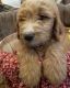 Golden Doodle Puppies for sale in 2539 120th St, Van Meter, IA 50261, USA. price: $800