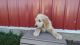 Golden Doodle Puppies for sale in Romulus, NY 14541, USA. price: NA