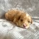 Golden Doodle Puppies for sale in Rutherford County, NC, USA. price: NA