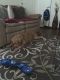 Golden Doodle Puppies for sale in Lynchburg, VA, USA. price: $1,200