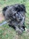 Golden Doodle Puppies for sale in Peachtree City, GA, USA. price: NA