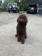 Golden Doodle Puppies for sale in Pigeon Forge, TN, USA. price: $1,300