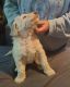 Golden Doodle Puppies for sale in Hernando, MS, USA. price: $900