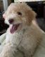 Golden Doodle Puppies for sale in Bethlehem, GA, USA. price: NA